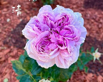Rose【repartir |リパルティ―ル】-1.5 Gal Ownroot｜今井ナーセリー