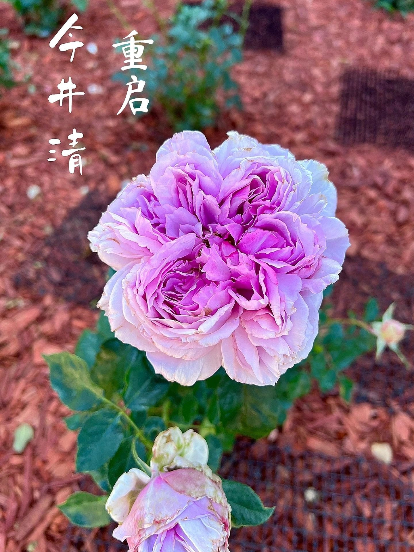 Rose【repartir |リパルティ―ル】-1.5 Gal Ownroot｜今井ナーセリー