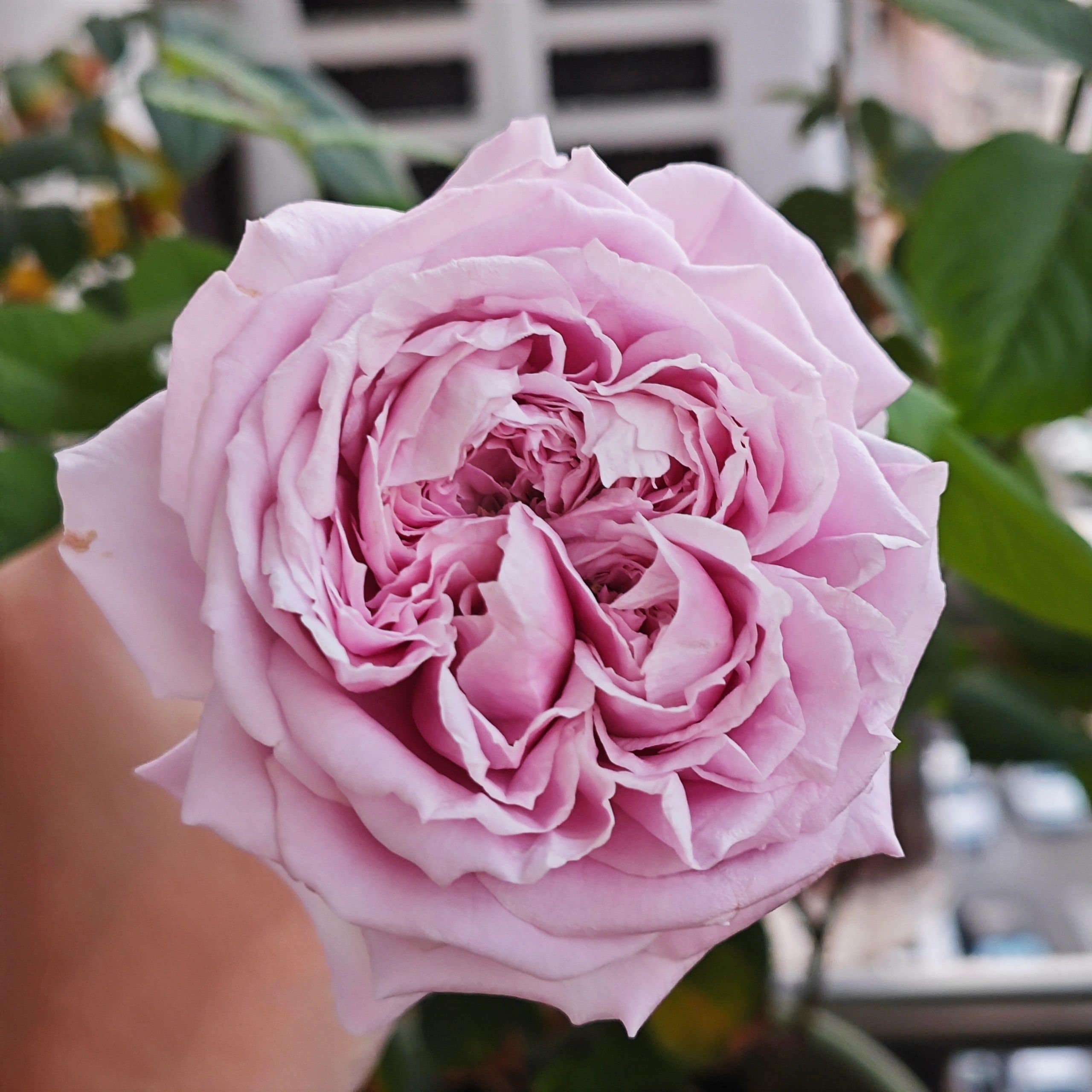 Rose【repartir |リパルティ―ル】-1.5 Gal Ownroot｜今井ナーセリー