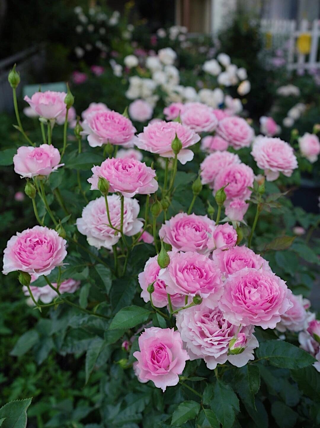 Rare Rose【doniazade】- 1.5gal Ownroot Liveplant| Takunori Kimura