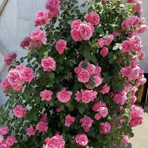 Climbing Rosa 2FT “Leonardo da Vinci”|MEIdeauri |粉色达芬奇| Redolent| Heat Resistant| Easy to Grow| Abundant Flowering|