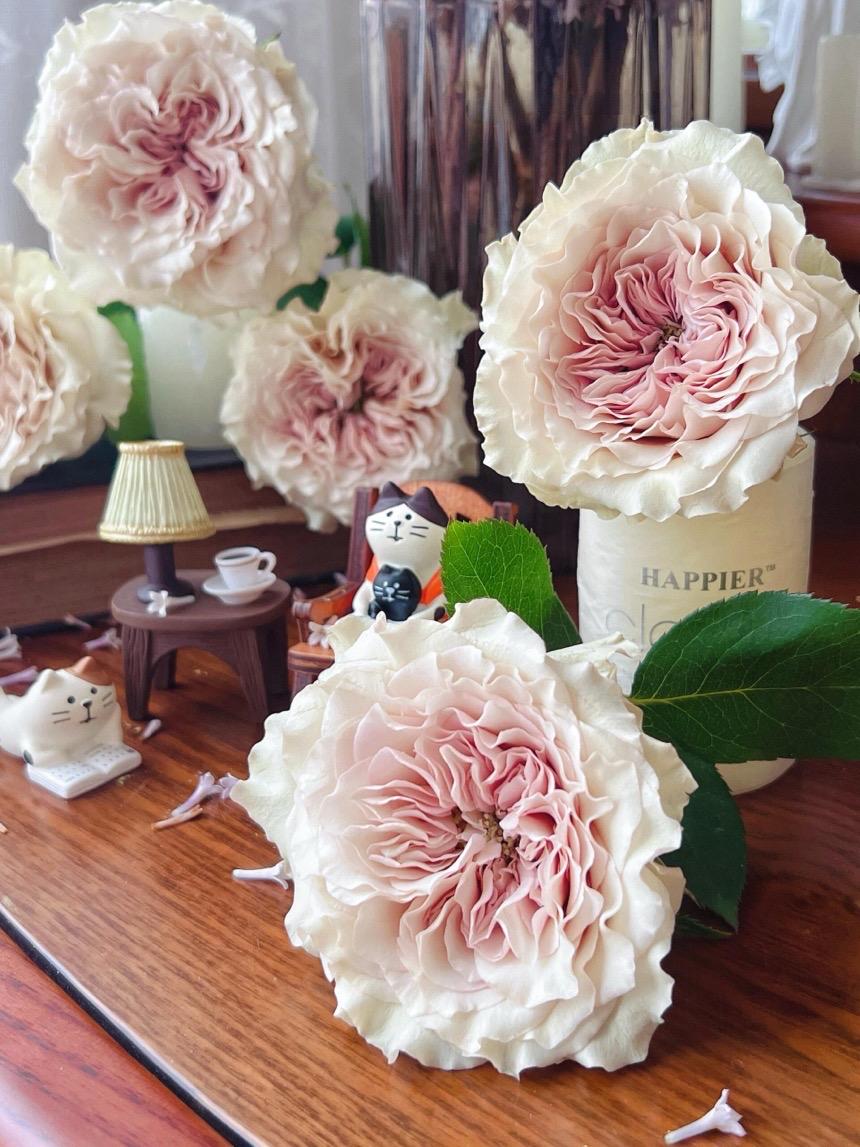 Rose【ailes｜エール】-liveplant｜第九天使｜winged Angel of Light