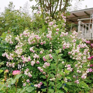 Puede incluir: Un exuberante jard&iacute;n verde con un gran arbusto de rosas rosadas en flor. Las rosas est&aacute;n en diferentes etapas de floraci&oacute;n, algunas completamente abiertas y otras a&uacute;n en capullo. El arbusto est&aacute; rodeado de otras plantas y flores, creando una escena vibrante y colorida.