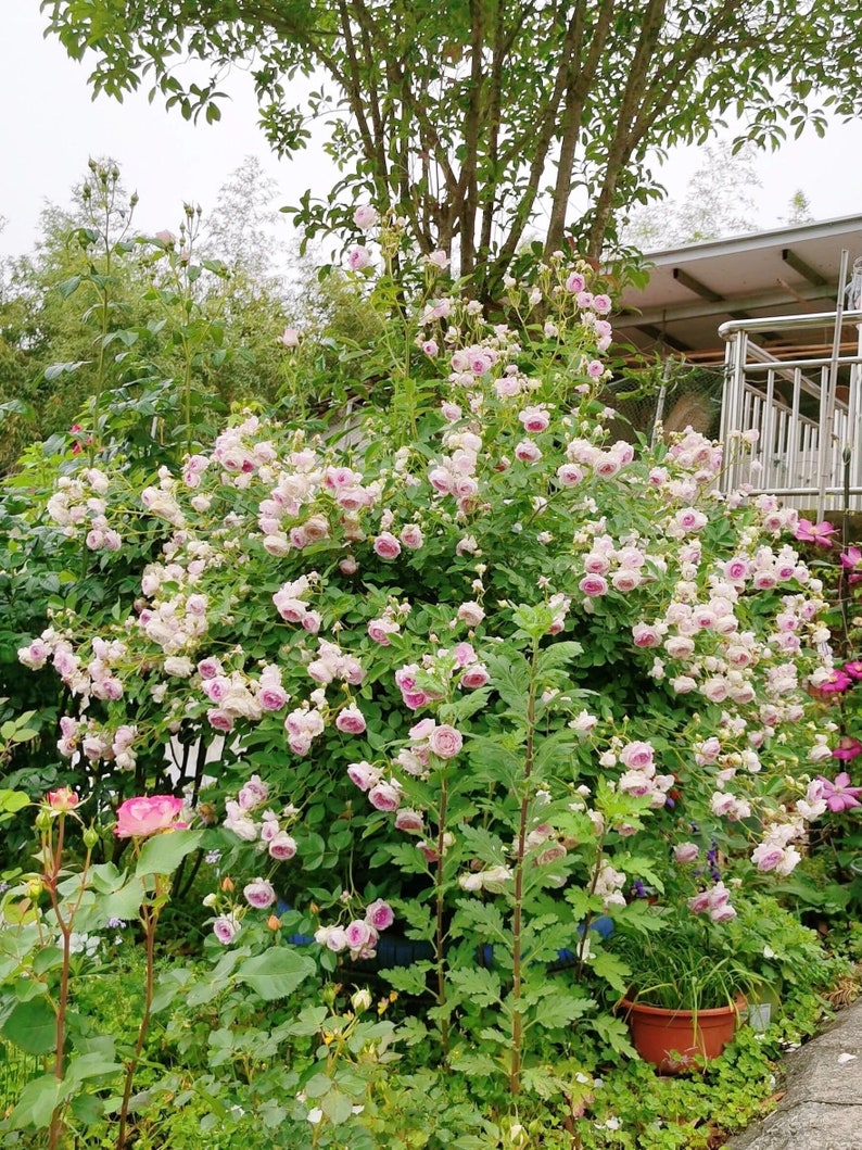 Puede incluir: Un exuberante jard&iacute;n verde con un gran arbusto de rosas rosadas en flor. Las rosas est&aacute;n en diferentes etapas de floraci&oacute;n, algunas completamente abiertas y otras a&uacute;n en capullo. El arbusto est&aacute; rodeado de otras plantas y flores, creando una escena vibrante y colorida.