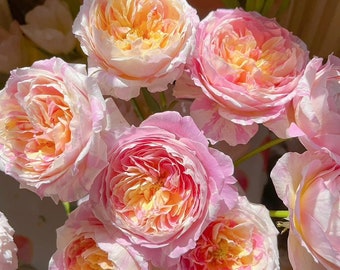 May include: A bouquet of pink and yellow roses with a creamy white center. The roses are arranged in a vase with green stems.