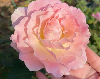 Rose【chou Chou｜シュシュ】- 3 Gal Ownroot Liveplant| Sumiko