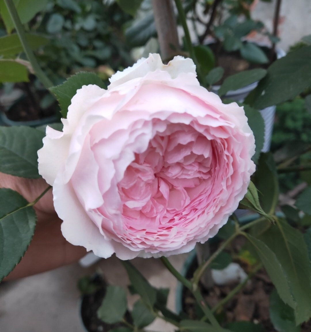 その他 lovely rose Unforgettable Rose-难忘｜Netherlands Cut Rose – Ergongzy Roses