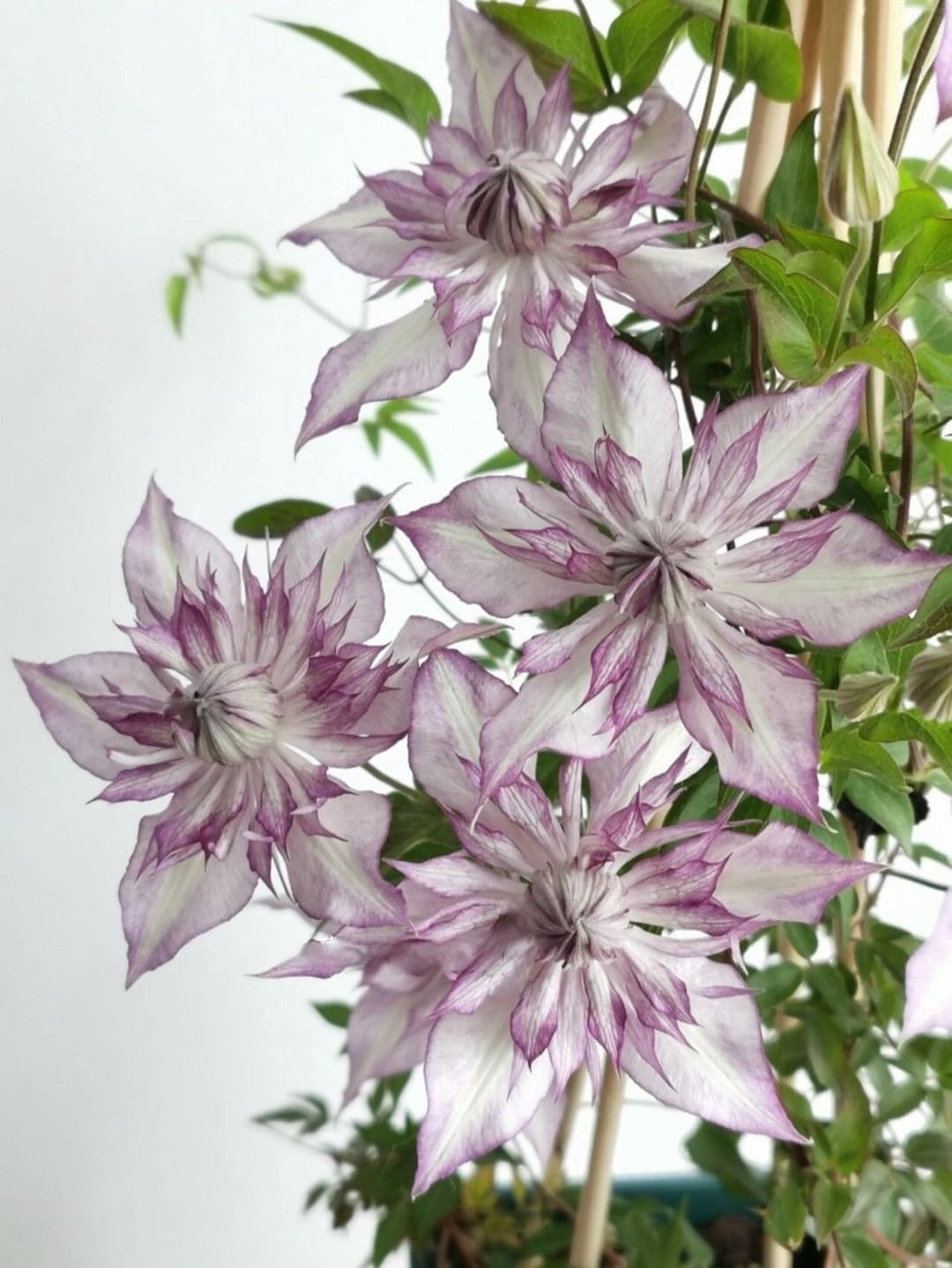 Clematis【lady Kyoko | レディ・キョウコ】 -12P Live Plant