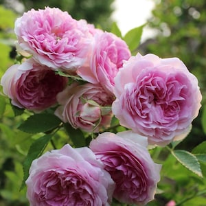 Puede incluir: Un racimo de rosas rosadas en plena floraci&oacute;n, con p&eacute;talos suaves y una fragancia delicada. Las rosas est&aacute;n dispuestas en un ramo, con sus tallos entrelazados. El fondo es un desenfoque de hojas verdes, creando una sensaci&oacute;n de profundidad y belleza.