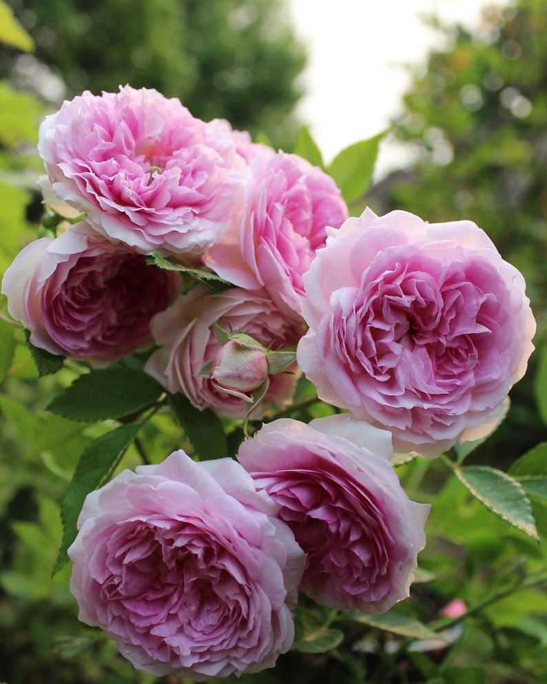 Puede incluir: Un racimo de rosas rosadas en plena floraci&oacute;n, con p&eacute;talos suaves y una fragancia delicada. Las rosas est&aacute;n dispuestas en un ramo, con sus tallos entrelazados. El fondo es un desenfoque de hojas verdes, creando una sensaci&oacute;n de profundidad y belleza.