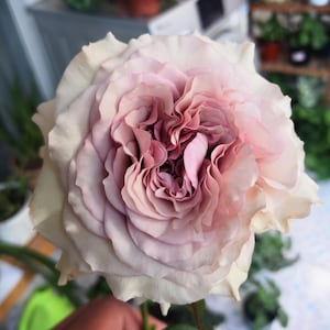 c*読様 3561☘️蕾花タグ付☘️希少品種☘️ロゼルミエール⭐️カラーチェンジ il_300x300.6534285138_hl9i.jpg