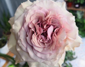 Rose【ailes｜エール】-liveplant｜第九天使｜winged Angel of Light