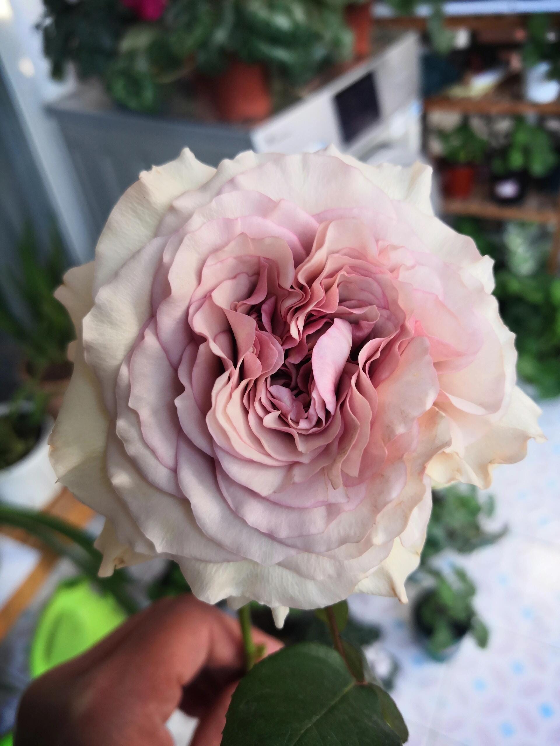 Rose【ailes｜エール】-liveplant｜第九天使｜winged Angel of Light