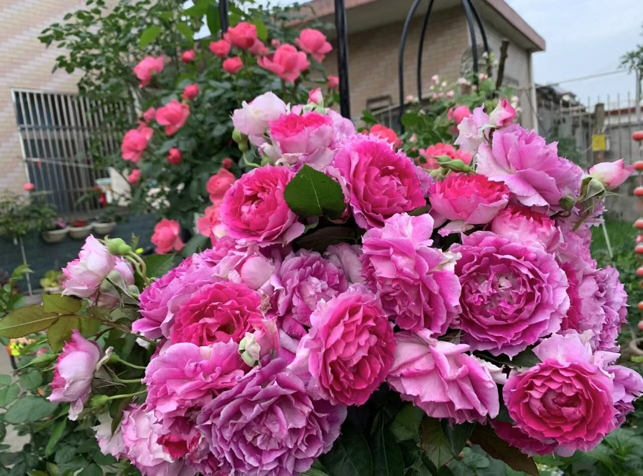 Rose【scheherazade| シェエラザード】-1.5 Gal Ownroot | Rare Rose