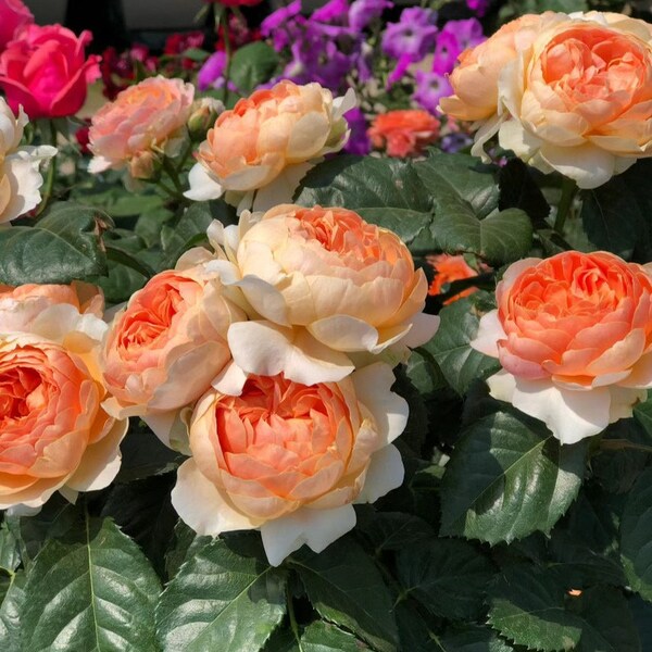 Rose 【Abricot Terrazza】OwnRoot| DeRuiter Rare Rosa 木立バラ |Blooms Abundantly |Heat olerant |Bloom Repeatedly |Abundant Flowering 杏色露台