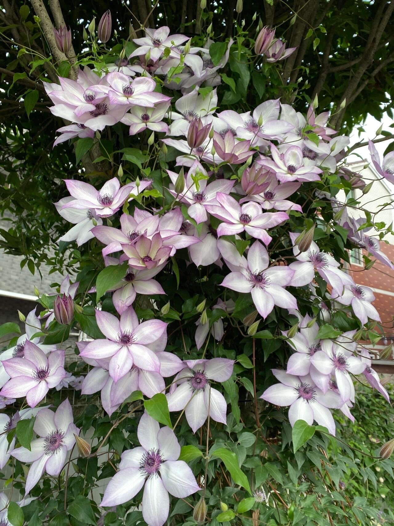 clematis出品 Clematis 【utopia｜ユートピア】-9p Liveplant| Popular