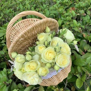 Rose【Creamy Eden】Creamy Folies| MEIheven|  France Shrub|  Cutting Rose| Redolent| Double Bloom| Pale|Repeat Flowering 奶油龙沙