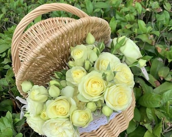 Rose【Creamy Eden】Creamy Folies| MEIheven|  France Shrub|  Cutting Rose| Redolent| Double Bloom| Pale|Repeat Flowering 奶油龙沙