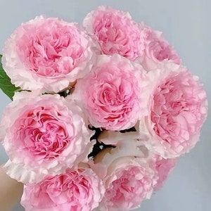 May include: A bouquet of pink roses with ruffled petals. The roses are arranged in a circular shape and have a soft, delicate appearance.