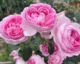 il_340x270.4671791155_haeu.jpg
