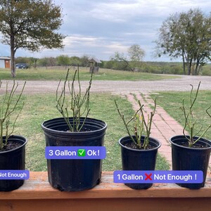 Puede incluir: Cuatro rosales en macetas de diferentes tama&ntilde;os. Las dos macetas m&aacute;s peque&ntilde;as est&aacute;n etiquetadas con "1 Gal&oacute;n No Suficiente!" y las dos macetas m&aacute;s grandes est&aacute;n etiquetadas con "3 Galones Ok!"