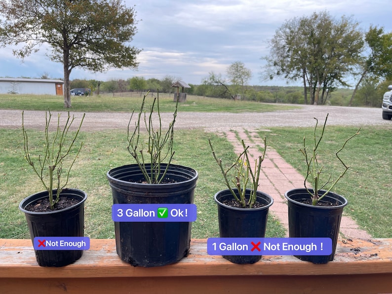 Puede incluir: Cuatro rosales en macetas de diferentes tama&ntilde;os. Las dos macetas m&aacute;s peque&ntilde;as est&aacute;n etiquetadas con "1 Gal&oacute;n No Suficiente!" y las dos macetas m&aacute;s grandes est&aacute;n etiquetadas con "3 Galones Ok!"