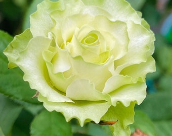 Rare Rose【Jutta ｜小乔】-1.5 Gal OwnRoot｜Netherlands Cutting Rose| Extended vase life| Less Thorns| Ruffle Lace| Excellent Resistance| Easy-Grow