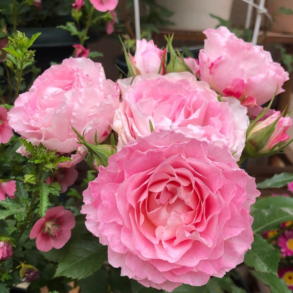 Popular Rose[Neptune King Terrazza] -2 Gal OwnRoot| SmallShrub&LargeFlower| Wave Bloom| Strong Adaptability| Heat-Resisting|Peony 海神王