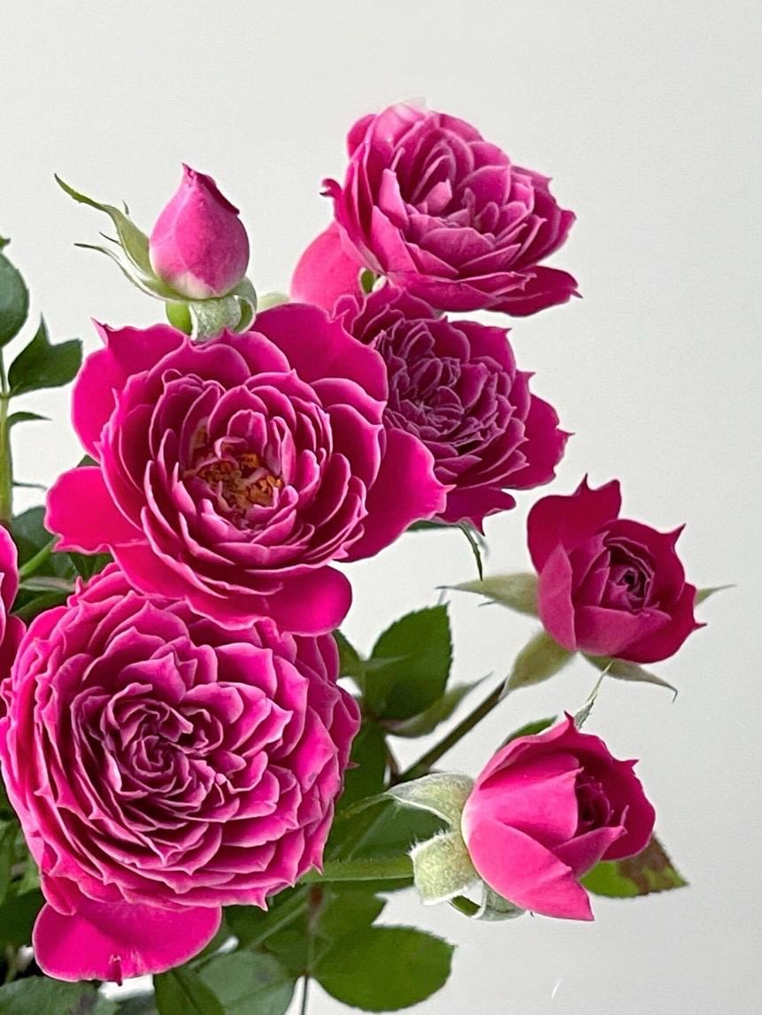 Rose【marriotta】- 1.5 Gal Own Root | Maccricke,cricket