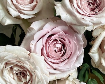 Rose【Creed｜クリード】-2 Gal OwnRoot LivePlant ｜Takunori Kimura 2020 New｜信念| Heat Resistant| Redolent| Award-winning|