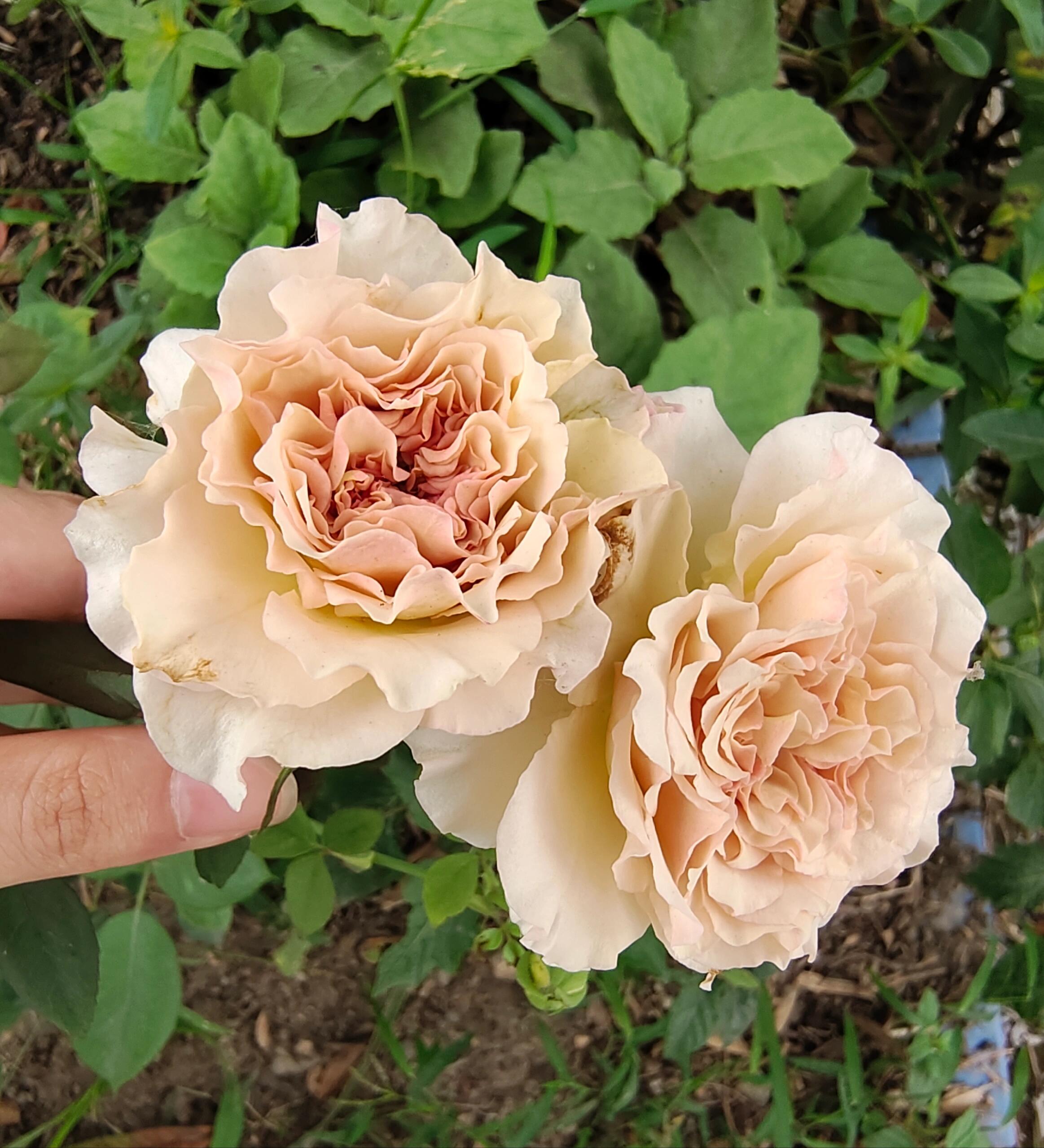 Rose【ailes｜エール】-liveplant｜第九天使｜winged Angel of Light