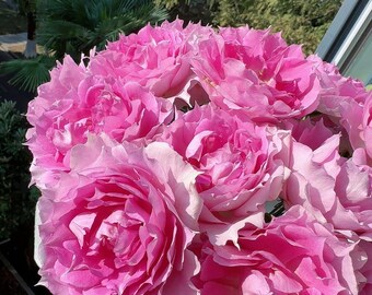 Rare Rose【doniazade】- 1.5gal Ownroot Liveplant| Takunori Kimura