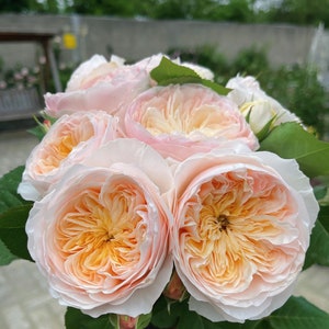 Rose【HanXian ｜涵仙】-1 Gal OwnRoot｜both a climber and a shrub | Rain-Resistant| Abundant Blooming|  2021 New Varieties| Strong Growth