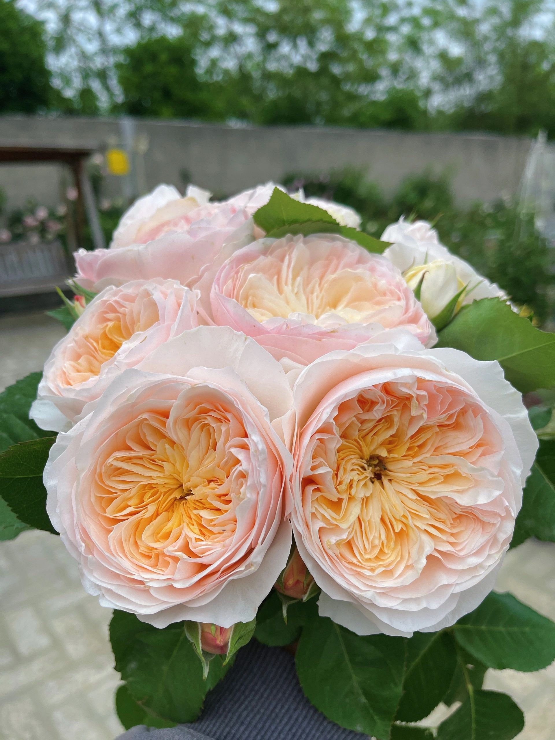 Offen【Reborn project】ROSE-pointed /WHITE Climbing Rose【hanxian ｜涵仙】-1 Gal+ Ownroot｜both a