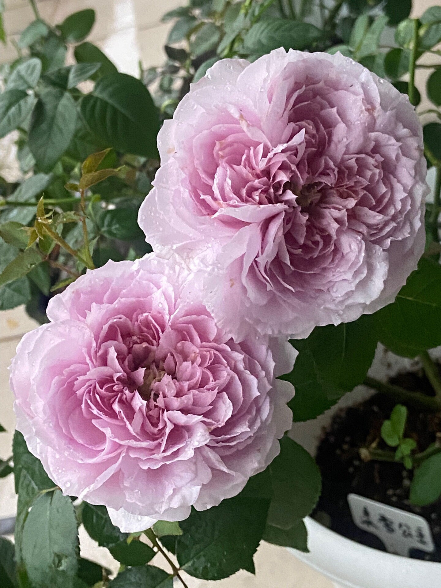 古箏（rose rosaさん専用） il_fullxfull.5775405867_8h2b.jpg