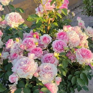 May include: A close-up of a bush of pink roses in full bloom. The roses are arranged in a cluster, with some petals overlapping. The roses are surrounded by green leaves.
