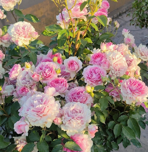 Rare Rose【doniazade】- 2 Gal Ownroot Liveplant| Takunori