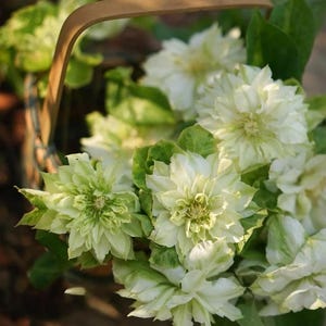 May include: A wicker basket filled with white and light green flowers. The flowers have multiple layers of petals and are surrounded by green leaves. The basket has a wooden handle.