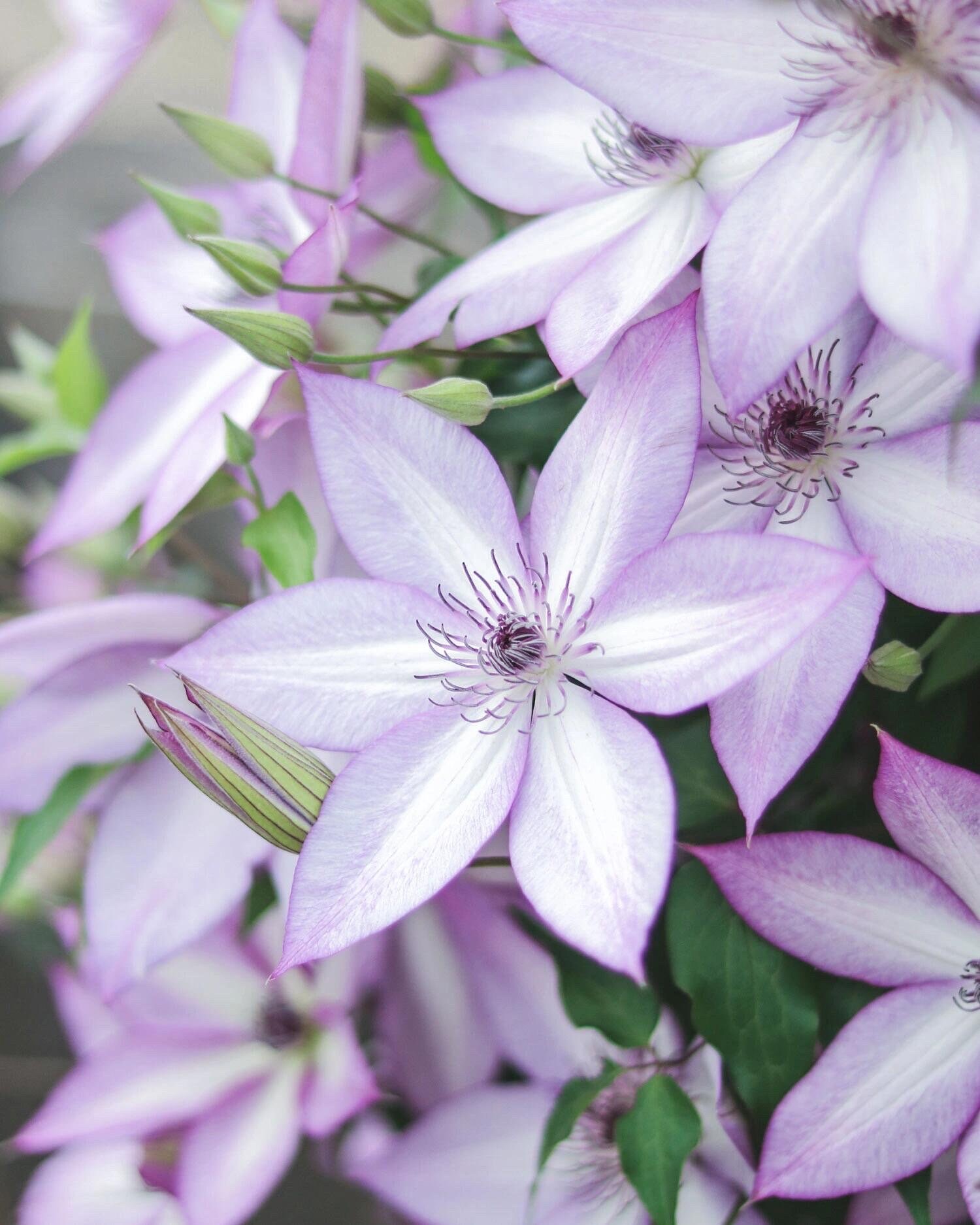 clematis出品 Windmill Clematis Vines in Pot - Multicolor Blooms, Upright