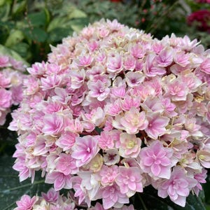 May include: Close-up of a cluster of pink hydrangea flowers with white edges. The flowers are in full bloom, showcasing their delicate petals and intricate details. Green leaves provide a backdrop, enhancing the vibrant colors of the flowers. The image captures the beauty of nature.