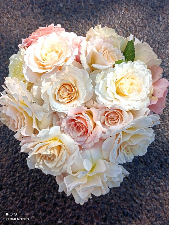 Rose【chou Chou｜シュシュ】- 3 Gal Ownroot Liveplant| Sumiko