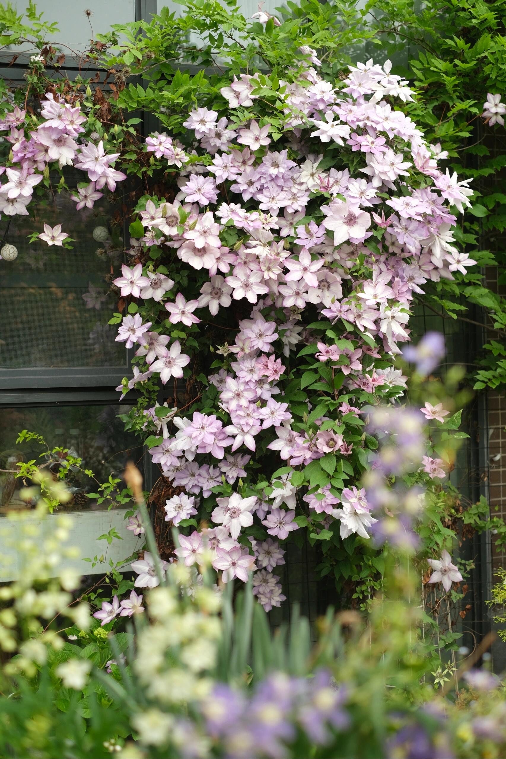 Clematis 【utopia｜ユートピア】-9p Liveplant| Popular