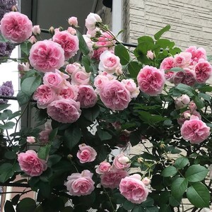 Wedding Rose -【Pink & Purple】Rare Cutting Rose | ミランダ| 2 Gal+ OwnRoot LivePlant| Trend |Extended vase life  | Ruffle Lace | Less Thorns