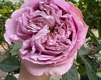 Rose【repartir |リパルティ―ル】-1.5 Gal Ownroot｜今井ナーセリー