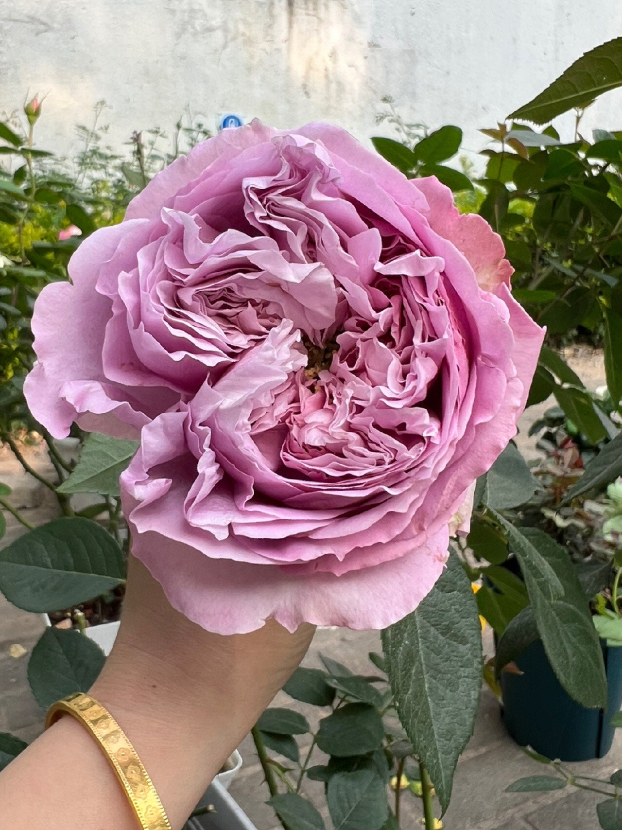 Rose【repartir |リパルティ―ル】-1.5 Gal Ownroot｜今井