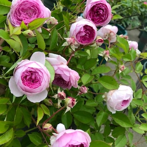 Puede incluir: Primer plano de un arbusto con varias rosas rosas y blancas en flor. Las rosas tienen un aspecto arrugado y est&aacute;n rodeadas de hojas verdes.