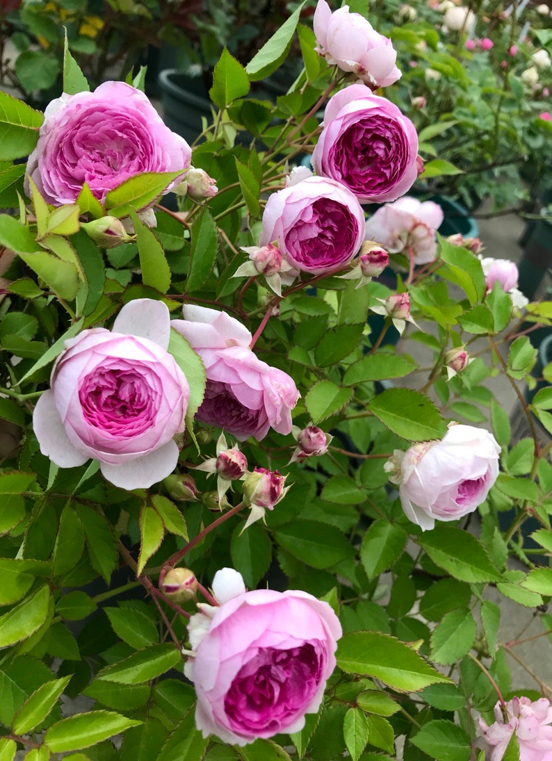 Puede incluir: Primer plano de un arbusto con varias rosas rosas y blancas en flor. Las rosas tienen un aspecto arrugado y est&aacute;n rodeadas de hojas verdes.