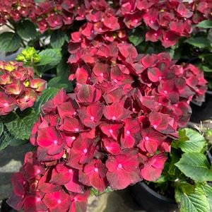 May include: Close-up of vibrant red hydrangea flowers with dark burgundy edges and green foliage. The image showcases multiple potted plants with lush, full blooms, perfect for garden or floral arrangements.