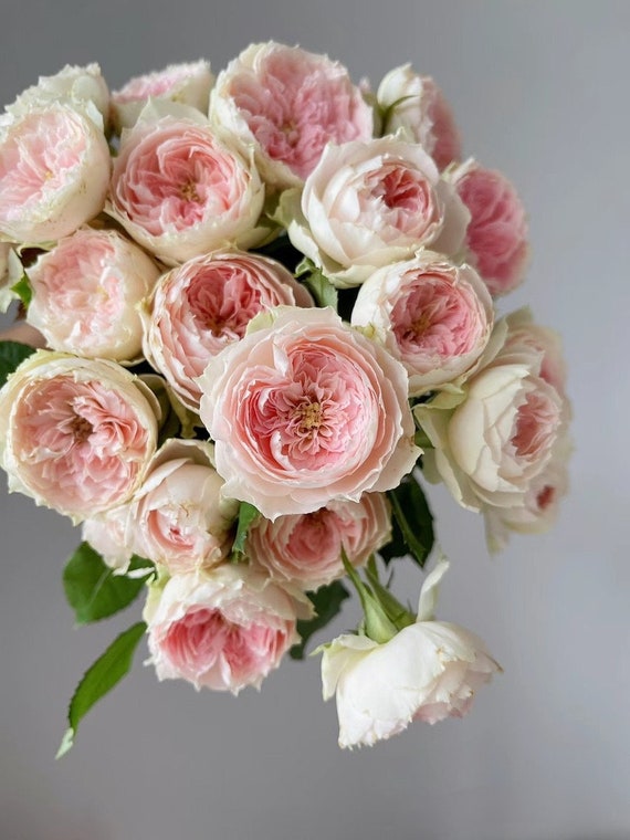 Rose【pompon Veranda】-1.5 Gal+ Ownroot Liveplant |门廊绒球 ポーチ