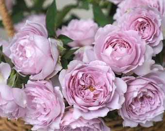 Rare Rose【Sky Hazy| 空濛】 - OwnRoot | Heat-resistant | Damascus&musk fragrances |Strong Disease Resistance| Exquisite Rose | 涳濛| Less thorns